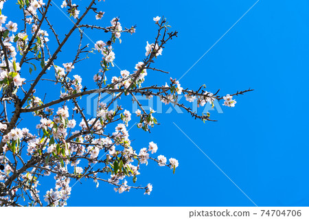 almond tree bloom almond tree bloom 74704706