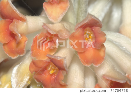 三椏 三椏 74704758