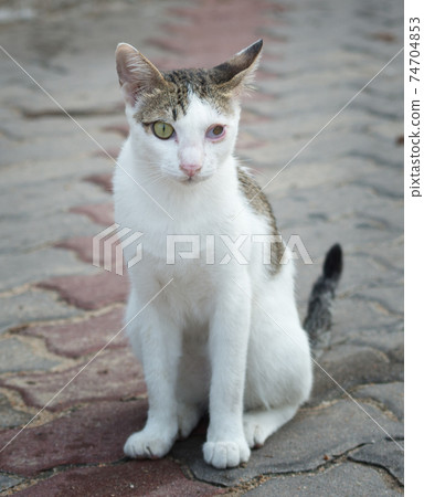 Injured cat Injured cat 74704853