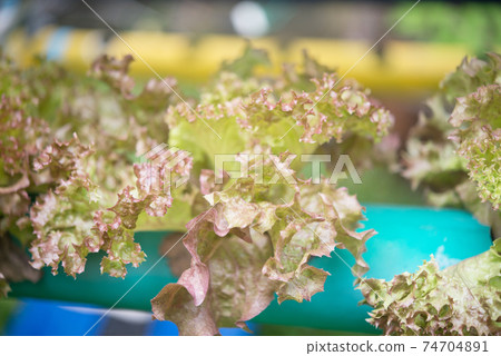 Lettuce in pipe 74704891
