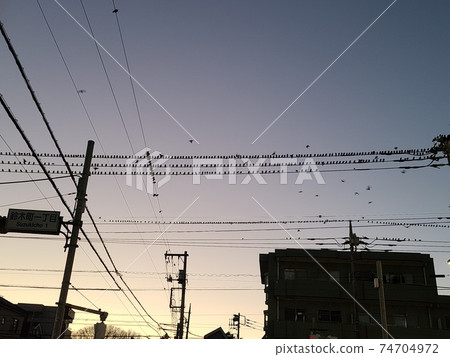 一群八哥在黃昏時湧向電線 一群八哥在黃昏時湧向電線 74704972