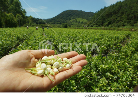 Jasmine buds harvested to make tea 74705304