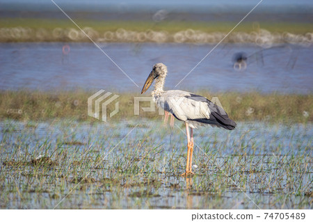 Birds live and swim in freshwater lakes, local birds in the world wetlands (Ramsa site). 74705489
