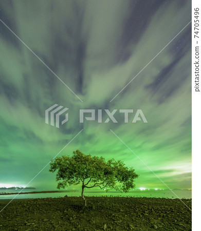 A tree at the mouth of Chumphon Beach, Chumphon Province. The motion of clouds. Along the mangrove forest will receive the green light from the fishing boat. A tree at the mouth of Chumphon Beach, Chumphon Province. The motion of clouds. Along the mangrove forest will receive the green light from the fishing boat. 74705496