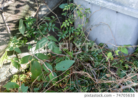 Clean up the backyard Clean up the backyard 74705638