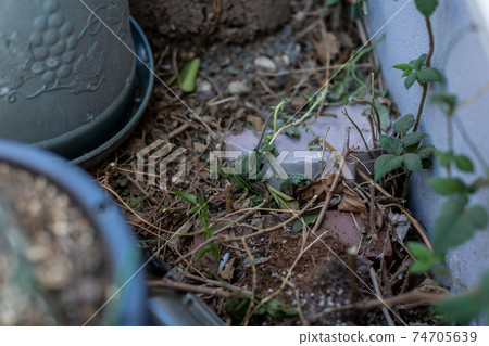 Clean up the backyard Clean up the backyard 74705639