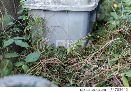 Clean up the backyard Clean up the backyard 74705643