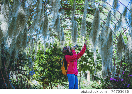 Women travel photograph Nature flower in the public park. take pictures spanish moss tree Women travel photograph Nature flower in the public park. take pictures spanish moss tree 74705686