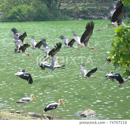 Flying painted storks 74707218