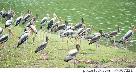 Painted storks Painted storks 74707221