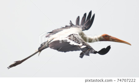Painted stork Painted stork 74707222