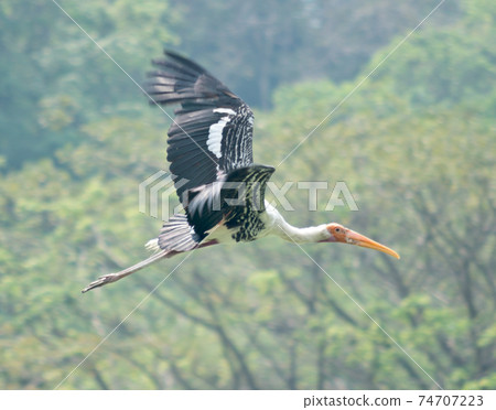 Painted stork Painted stork 74707223