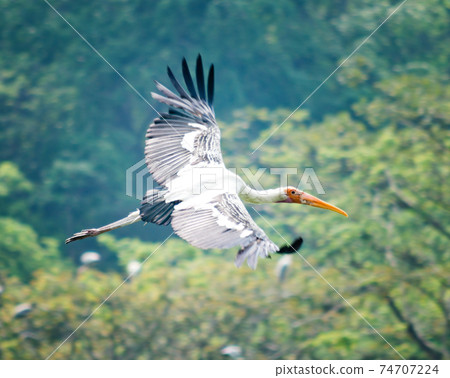 Painted stork Painted stork 74707224