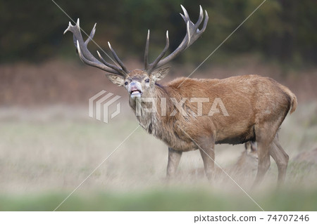 Close-up of a red deer stag in autumn Close-up of a red deer stag in autumn 74707246