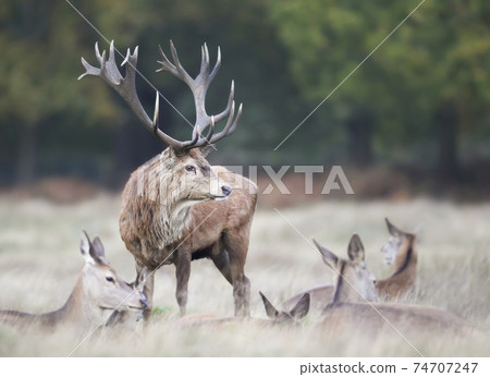 Red deer stag standing among a group of hinds during rutting season in autumn Red deer stag standing among a group of hinds during rutting season in autumn 74707247