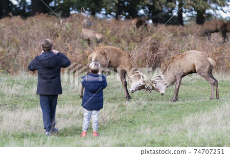 Two young children taking pictures of fighting red deer stags in a park Two young children taking pictures of fighting red deer stags in a park 74707251