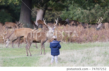 A young child watching at red deer in a park A young child watching at red deer in a park 74707252