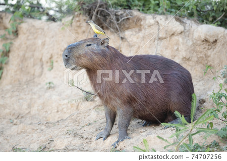 Close up of a Capybara with a bird Cattle tyrant sitting on a head 74707256