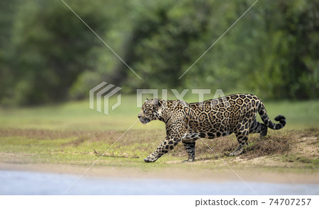 Close up of a Jaguar walking on a river bank 74707257