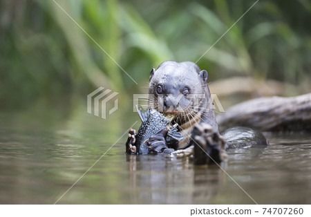 Close up of a Giant otter eating a large fish in a river 74707260