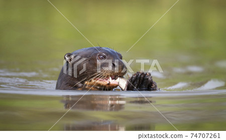 Close up of a Giant River Otter eating a fish in water 74707261