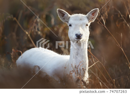 Portrait of a white Fallow deer standing in tall grass in autumn 74707263