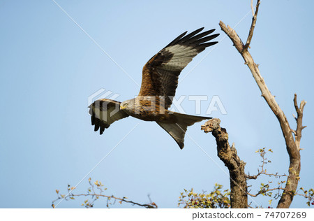 Red kite in flight against clear blue sky Red kite in flight against clear blue sky 74707269