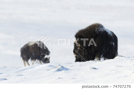 Female Musk Ox with a calf in snow during cold winter Female Musk Ox with a calf in snow during cold winter 74707270
