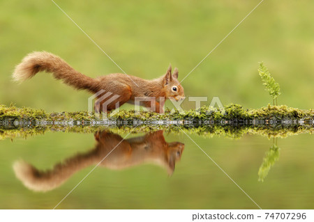 Red squirrel running along the pond 74707296