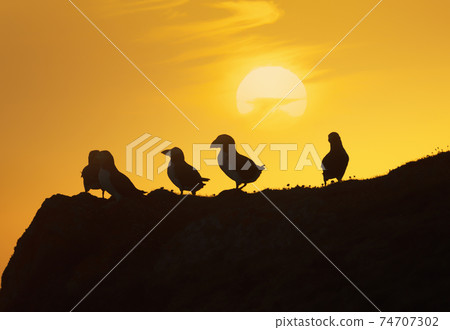 Group of Atlantic puffins on a cliff at sunset 74707302