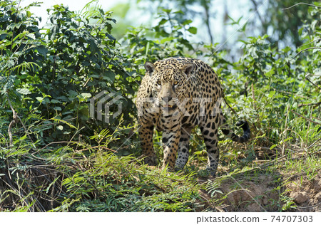 Close up of a Jaguar in a jungle 74707303