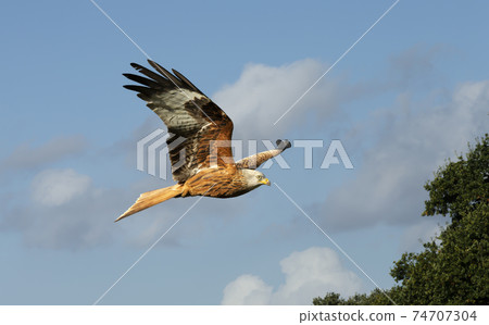 Red kite in flight against cloudy blue sky Red kite in flight against cloudy blue sky 74707304