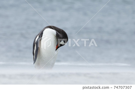 Close up of a Gentoo penguin preening on a sandy beach Close up of a Gentoo penguin preening on a sandy beach 74707307