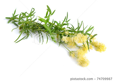 Thalictrum flavum or Meadow-rue isolated on white background 74709987