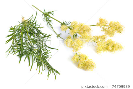 Thalictrum flavum or Meadow-rue isolated on white background Thalictrum flavum or Meadow-rue isolated on white background 74709989