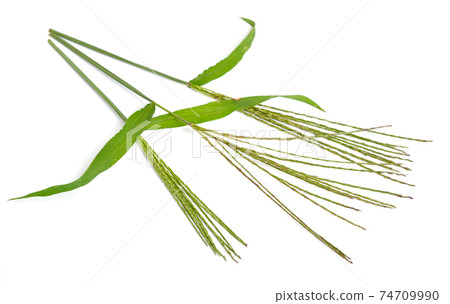 Cynodon dactylon, known as Bermuda grass, Dhoob, durva grass, ethana grass, dubo, dog's tooth grass. Isolated. Cynodon dactylon, known as Bermuda grass, Dhoob, durva grass, ethana grass, dubo, dog's tooth grass. Isolated. 74709990