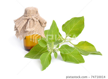 Withania somnifera, known commonly as ashwagandha, Indian ginseng, poison gooseberry, or winter cherry. Isolated 74710014