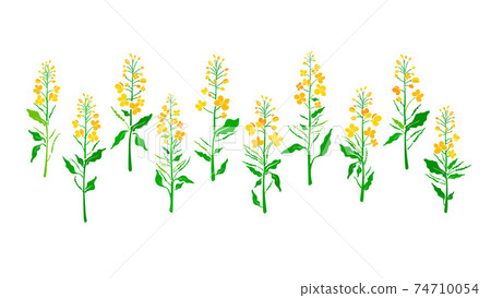 Canola. Vector plant set. Organic floral shape Canola. Vector plant set. Organic floral shape 74710054