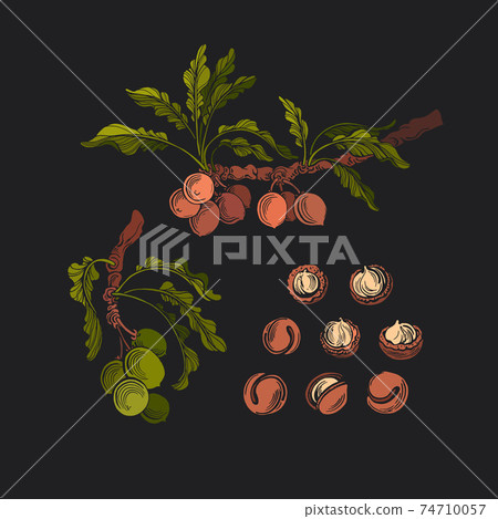 Vector macadamia set, nut. Botanical illustration Vector macadamia set, nut. Botanical illustration 74710057