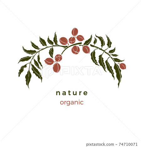 Nature pattern. Pecan tree. Bio green illustration 74710071