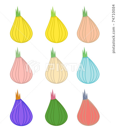 Set of multicolored onion 74710084