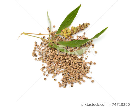 Vitex agnus-castus, also called vitex, chaste tree or chastetree, chasteberry, Abraham's balm Isolated 74710260