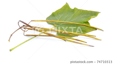 Catalpa, commonly called catalpa or catawba. Pods isolated on white Catalpa, commonly called catalpa or catawba. Pods isolated on white 74710313
