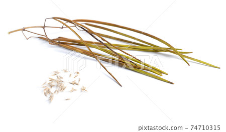 Catalpa, commonly called catalpa or catawba. Pods isolated on white Catalpa, commonly called catalpa or catawba. Pods isolated on white 74710315