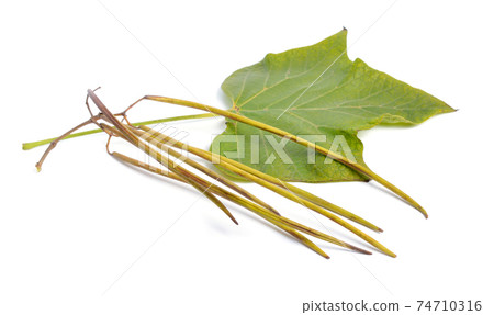 Catalpa, commonly called catalpa or catawba. Pods isolated on white Catalpa, commonly called catalpa or catawba. Pods isolated on white 74710316