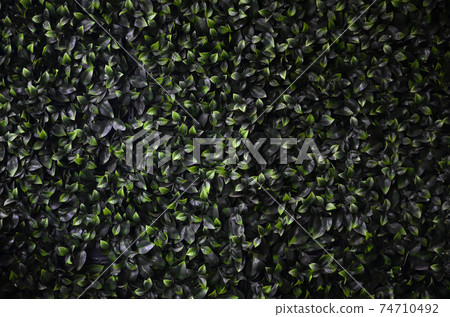 Green ivy grows along the wall. Texture of dense thickets of wild vine Green ivy grows along the wall. Texture of dense thickets of wild vine 74710492