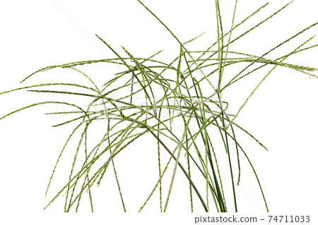 Digitaria sanguinalis isolated on white. Digitaria sanguinalis isolated on white. 74711033