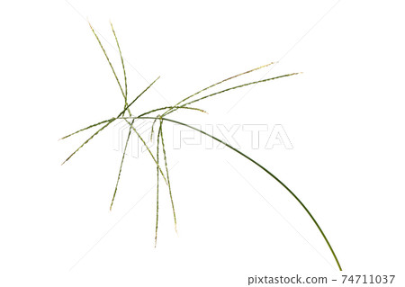 Digitaria sanguinalis isolated on white. Digitaria sanguinalis isolated on white. 74711037