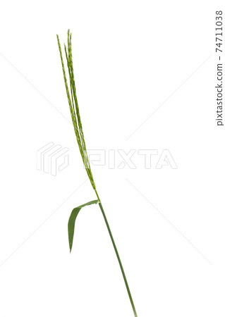 Digitaria sanguinalis isolated on white. 74711038