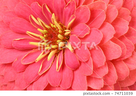 Red colored zinnia 74711039
